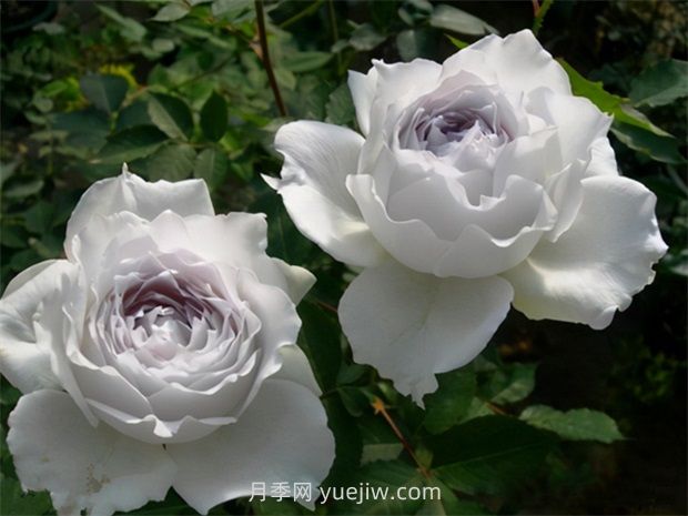 加百列大天使的優(yōu)缺點(diǎn)是什么？(圖1)