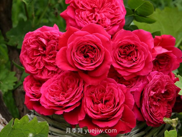 皇家胭脂月季的優(yōu)缺點是什么？(圖1)