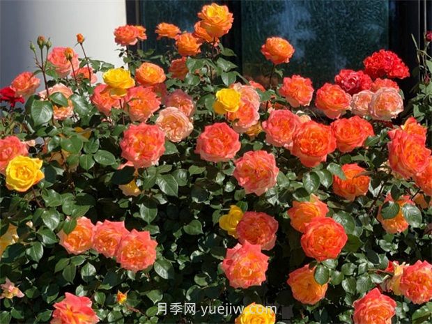 探索月季花如何適應不同氣候條件的生長？(圖1)