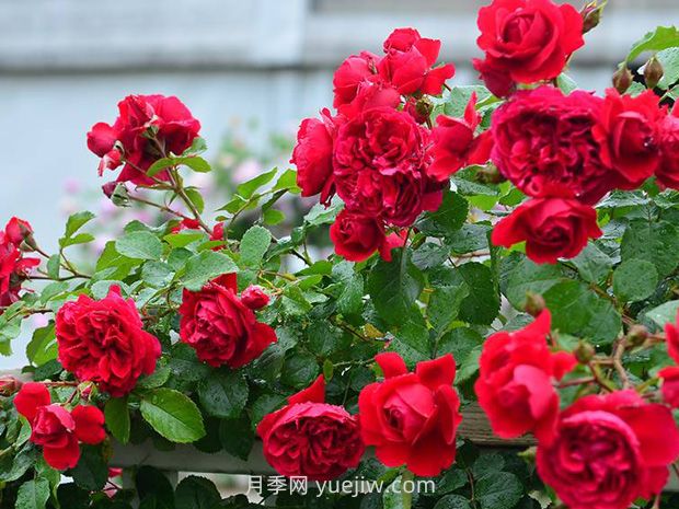月季花的水肥管理要注意什么？(圖1)