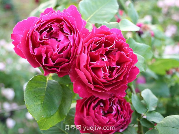 紫袍玉帶月季的優(yōu)缺點(diǎn)是什么？(圖1)