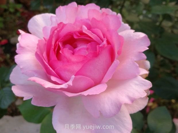 伊芙貴族香水月季的優(yōu)缺點是什么？(圖1)