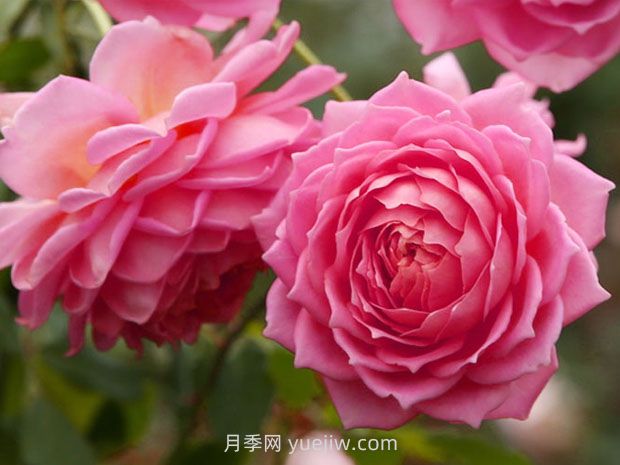 銀禧慶典月季的優(yōu)缺點(diǎn)是什么？(圖1)