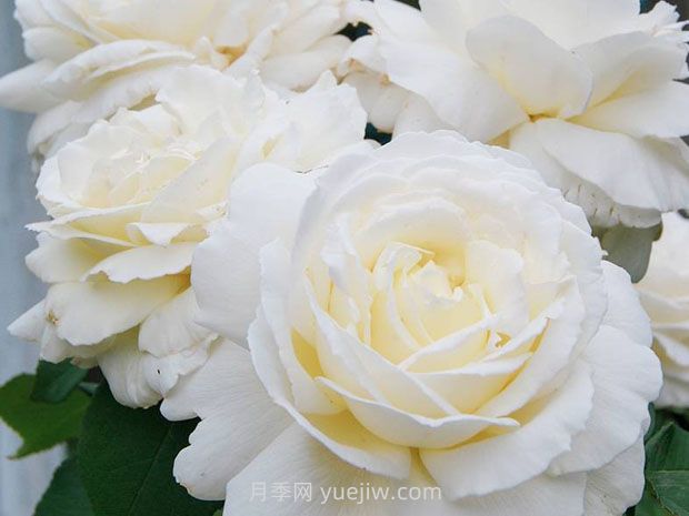 珍妮莫羅月季的優(yōu)缺點(diǎn)是什么？(圖1)