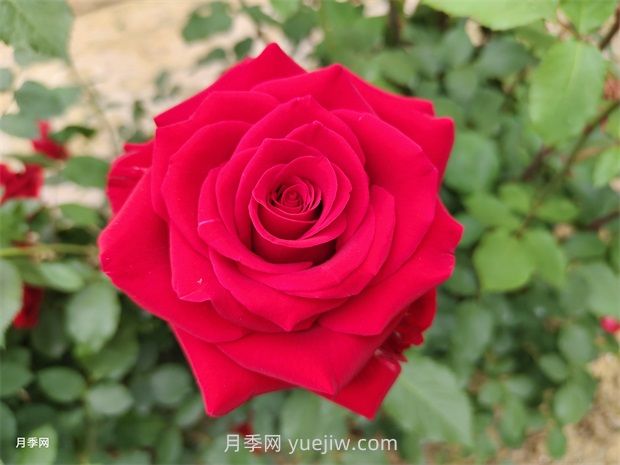莎薩九零月季的優(yōu)缺點是什么？(圖1)