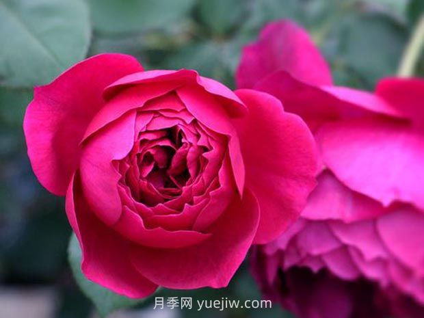 秋日胭脂月季的優(yōu)缺點是什么？(圖1)