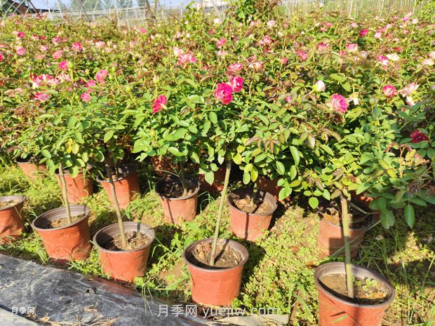 夏季月季管理做好這5點(diǎn)，長(zhǎng)勢(shì)旺盛，秋花更美(圖2)