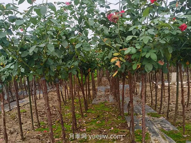 夏季月季管理做好這5點(diǎn)，長(zhǎng)勢(shì)旺盛，秋花更美(圖3)