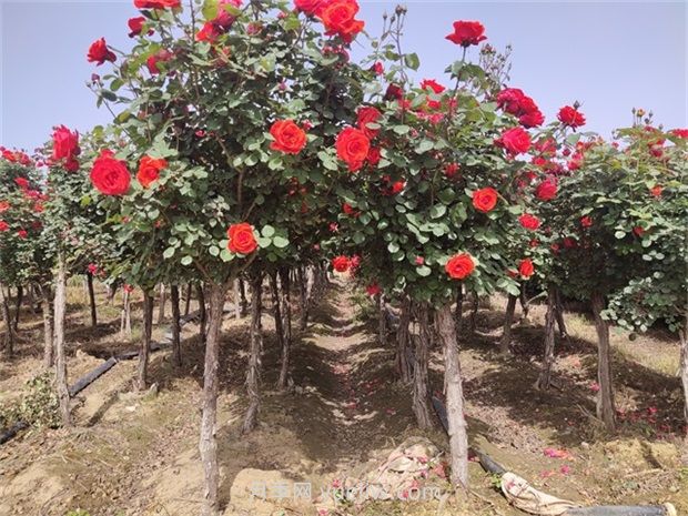 南陽樹狀月季開花少的原因有哪些？(圖1)