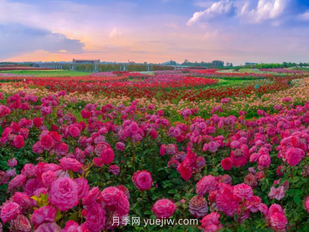 園林景觀樹木布置時需要注意哪些？(圖3)