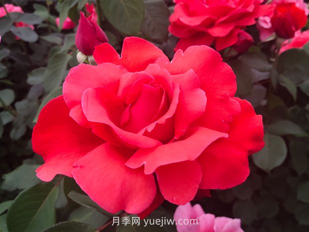 月季的文化世界，園林綠化的多彩花海(圖1)