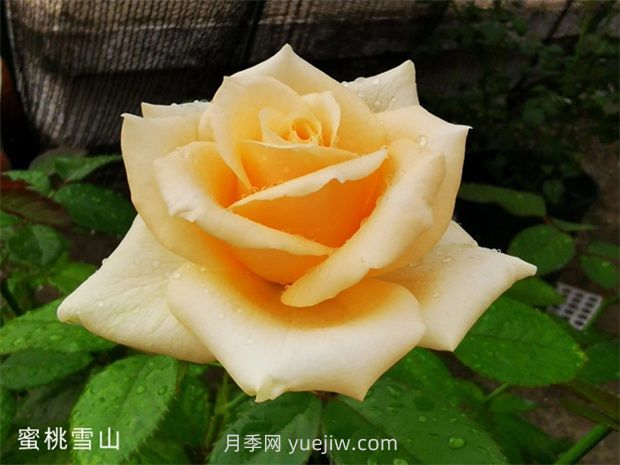 蜜桃雪山月季，高貴的一款切花月季(圖1)