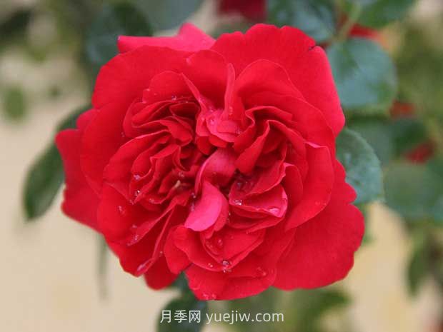 魯碩紅月季的優(yōu)缺點(diǎn)是什么？(圖1)