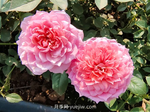 鈴之妖精月季怎么樣，有哪些優(yōu)缺點(diǎn)？(圖1)