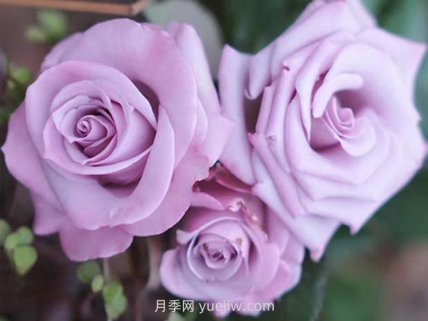 海洋之歌月季的優(yōu)缺點(diǎn)？適合新手養(yǎng)殖嗎？(圖1)