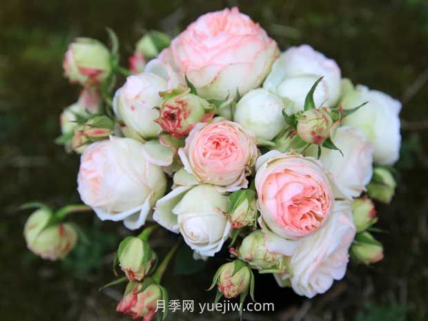 可愛多月季的優(yōu)缺點是什么？(圖1)