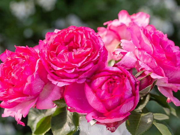 伊芙伯爵月季的優(yōu)缺點(diǎn)是什么？(圖1)