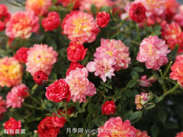 躲躲藏藏月季的優(yōu)缺點是什么？(圖1)