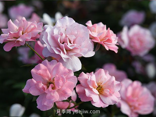 春朝月季的優(yōu)缺點是什么？(圖1)