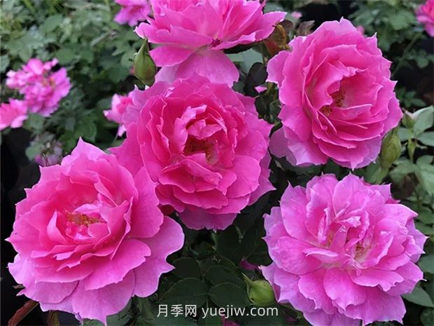 天方夜譚月季的優(yōu)缺點是什么？(圖1)