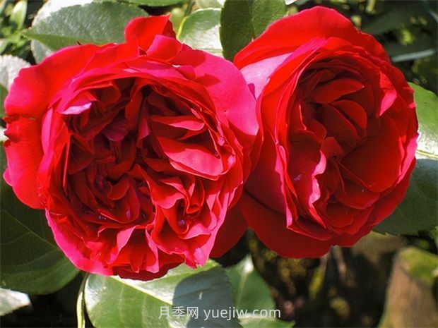 紅色龍沙寶石月季的優(yōu)缺點(diǎn)是什么？(圖1)