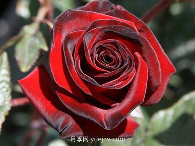黑魔術月季的優(yōu)缺點是什么？(圖1)
