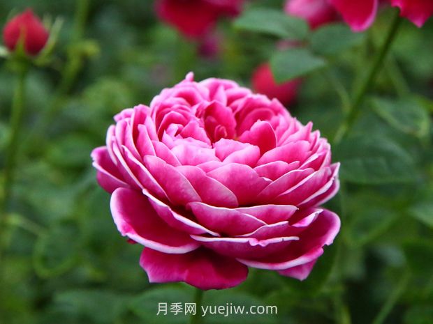 日本瑪麗玫瑰月季的優(yōu)缺點是什么？(圖1)
