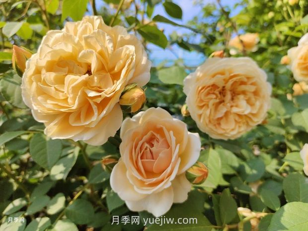 瑪格麗特王妃月季的優(yōu)缺點是什么？(圖1)