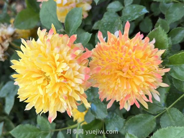 煙花波浪月季的優(yōu)缺點(diǎn)是什么？(圖1)