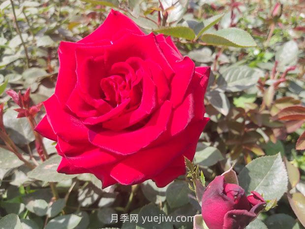 卡羅拉月季的優(yōu)缺點(diǎn)是什么？(圖1)