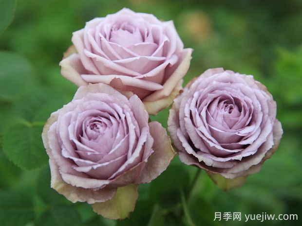 紫丁香月季的優(yōu)缺點(diǎn)是什么？(圖1)