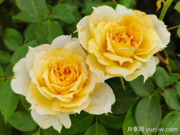 美人尖黃色花的陽(yáng)光古董月季優(yōu)缺點(diǎn)分析(圖1)