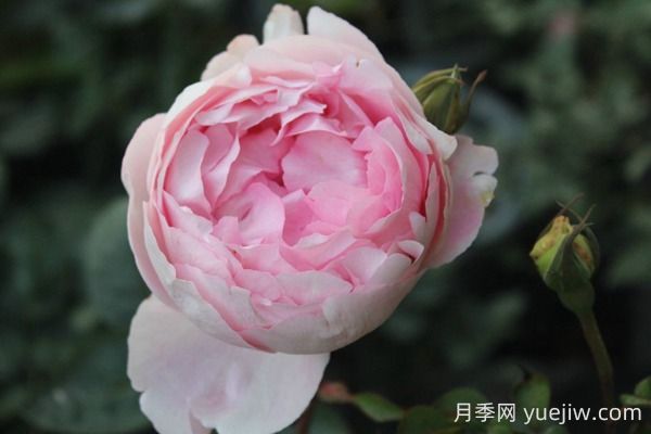 伊芙雪伯爵月季的優(yōu)缺點(diǎn)是什么？(圖1)