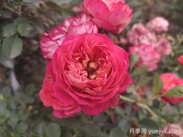 藤寶貝月季是大藤本嗎，藤寶貝有什么優(yōu)缺點(diǎn)？(圖1)