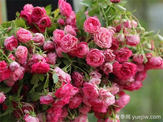 胭脂扣月季的優(yōu)缺點(diǎn)分析，爆花藤本海洋(圖1)