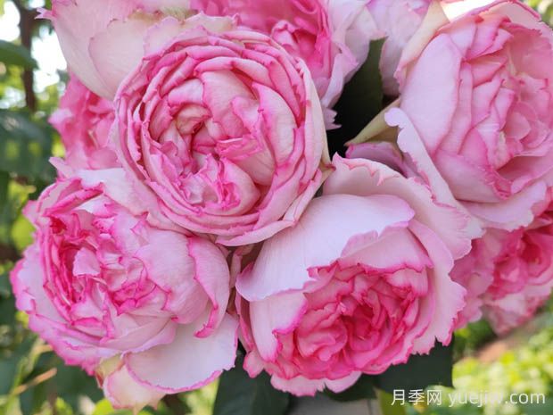 伊芙繁華都市月季的優(yōu)缺點(diǎn)是什么？(圖1)
