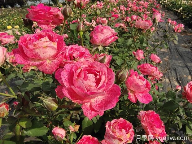 雪花肥牛月季有哪些優(yōu)缺點？(圖1)