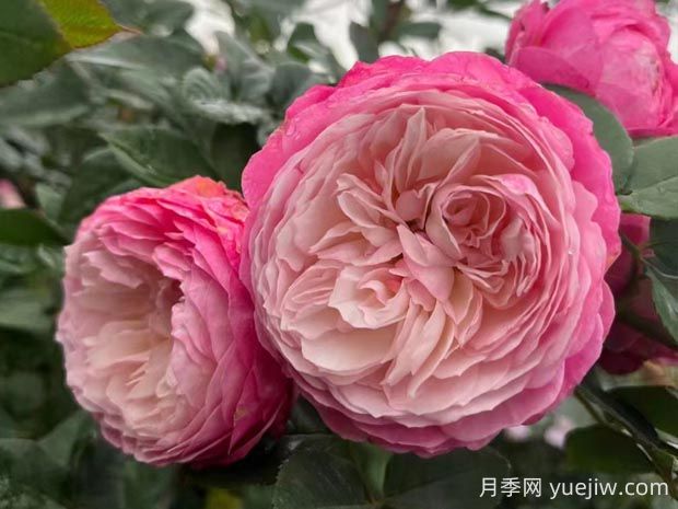 康斯坦茨月季的優(yōu)缺點(diǎn)是什么？(圖1)