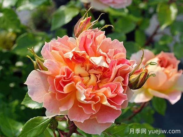 南瓜燈籠月季的優(yōu)缺點(diǎn)有哪些？顏色迷人(圖1)