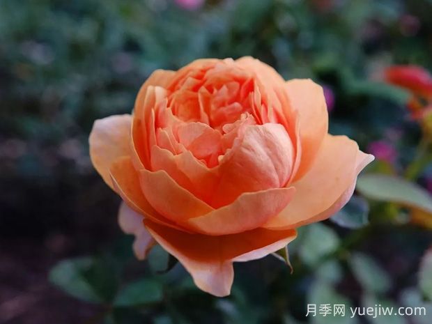溫柔珊瑚心月季的優(yōu)缺點(diǎn)是什么？(圖1)