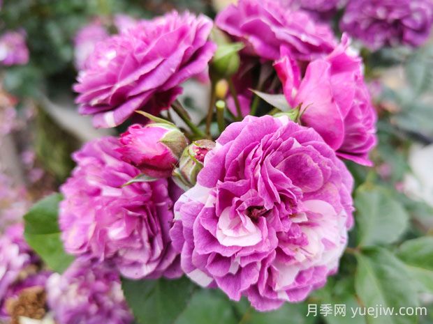 芬芳寶石月季的優(yōu)缺點是什么？(圖1)