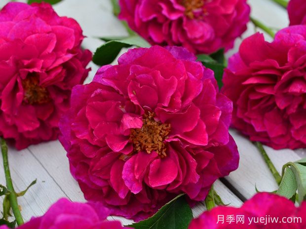 暮光之城月季優(yōu)缺點分析，獨具魅力的紫紅色(圖1)