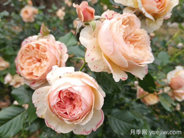 真宙月季的優(yōu)缺點(diǎn)是什么？(圖1)