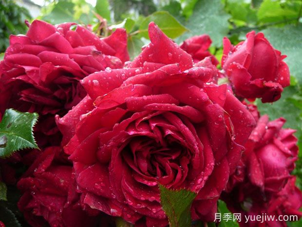 玫瑰國度的天使月季的優(yōu)缺點是什么？(圖1)