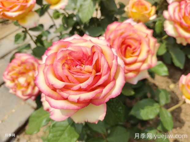阿班斯月季的優(yōu)缺點是什么？(圖1)