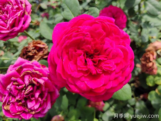 優(yōu)雅高貴的雙人芭蕾月季優(yōu)缺點分析(圖1)