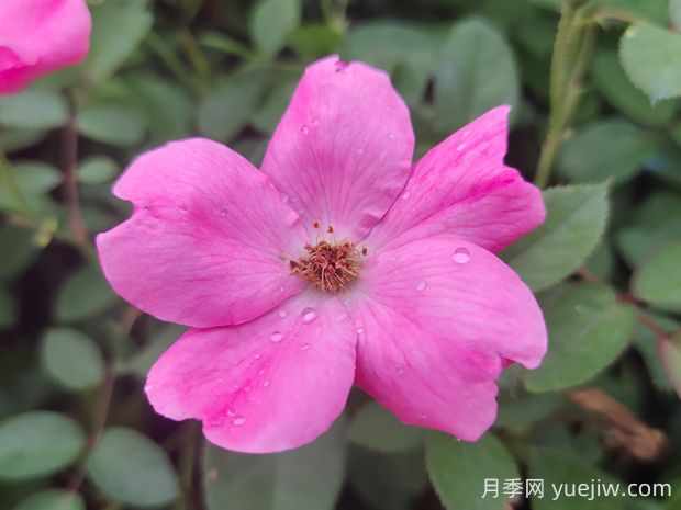 杏花村月季的優(yōu)缺點(diǎn)是什么？(圖2)