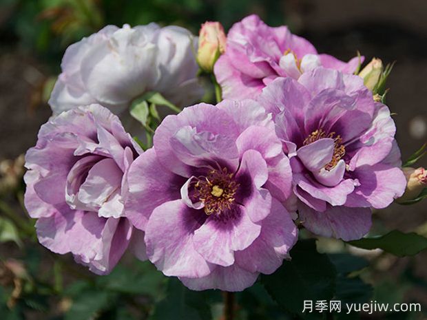 你的眼睛月季的優(yōu)缺點(diǎn)是什么？(圖1)