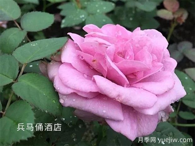 兵馬俑酒店月季的優(yōu)缺點(diǎn)是什么？(圖1)