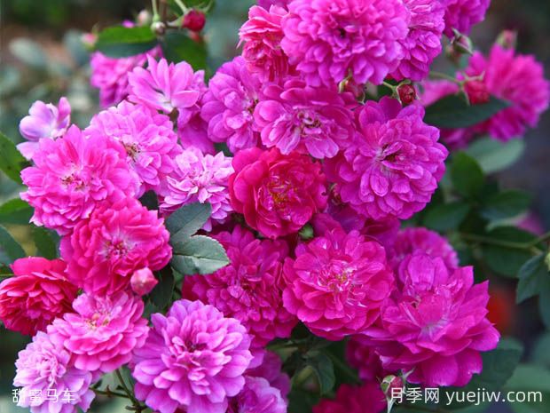 甜蜜馬車月季的優(yōu)缺點是什么？(圖1)